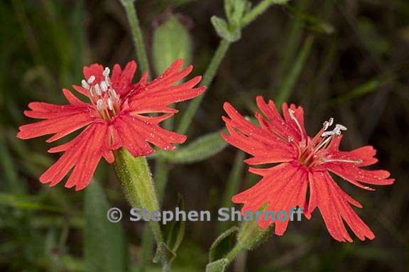 silene laciniata ssp californica 6 graphic